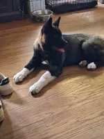 Yuki, a female Akita for sale in South Bend, IN – 4 of 5