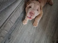 Bīng jīng , a male Chinese Shar-Pei for sale in South Bend, IN – 3 of 10