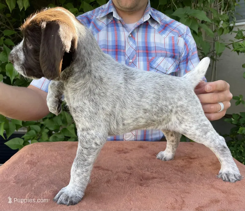 Chonky – German Wirehaired Pointer puppy for sale in Moses Lake, WA