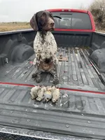 Chonky, a female German Wirehaired Pointer for sale in Moses Lake, WA – 3 of 3