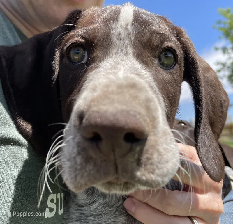 Eugene – German Wirehaired Pointer puppy for sale in Moses Lake, WA