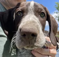 Bor, a male German Wirehaired Pointer for sale in Moses Lake, WA – 1 of 7