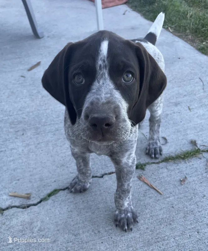Eugene – German Wirehaired Pointer puppy for sale in Moses Lake, WA