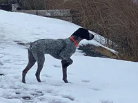 Riddler, a male German Wirehaired Pointer for sale in Moses Lake, WA – 3 of 4