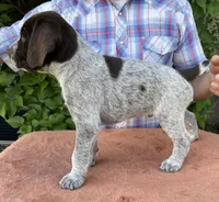 Riddler, a male German Wirehaired Pointer for sale in Moses Lake, WA – 2 of 4