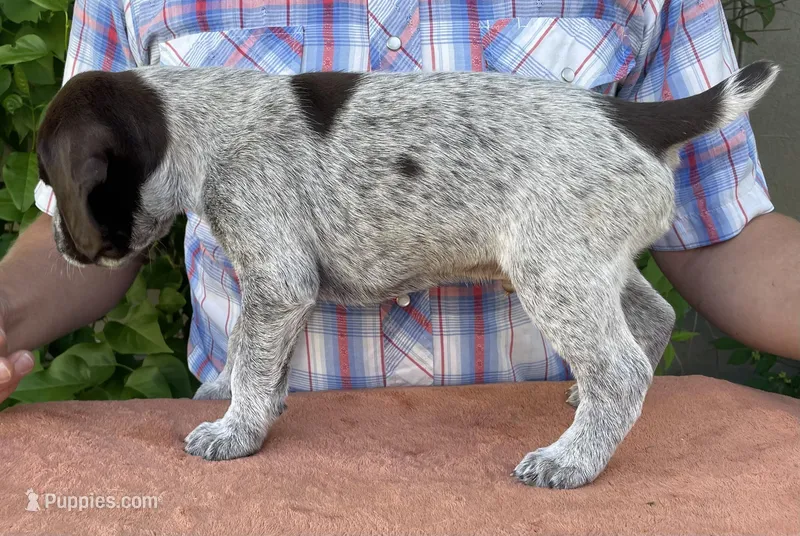 Riddler – German Wirehaired Pointer puppy for sale in Moses Lake, WA