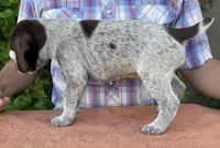 Riddler, a male German Wirehaired Pointer for sale in Moses Lake, WA – 1 of 4