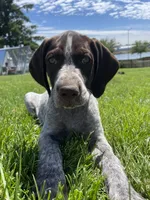 Bor, a male German Wirehaired Pointer for sale in Moses Lake, WA – 5 of 7