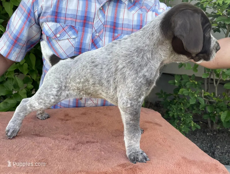 Eugene – German Wirehaired Pointer puppy for sale in Moses Lake, WA