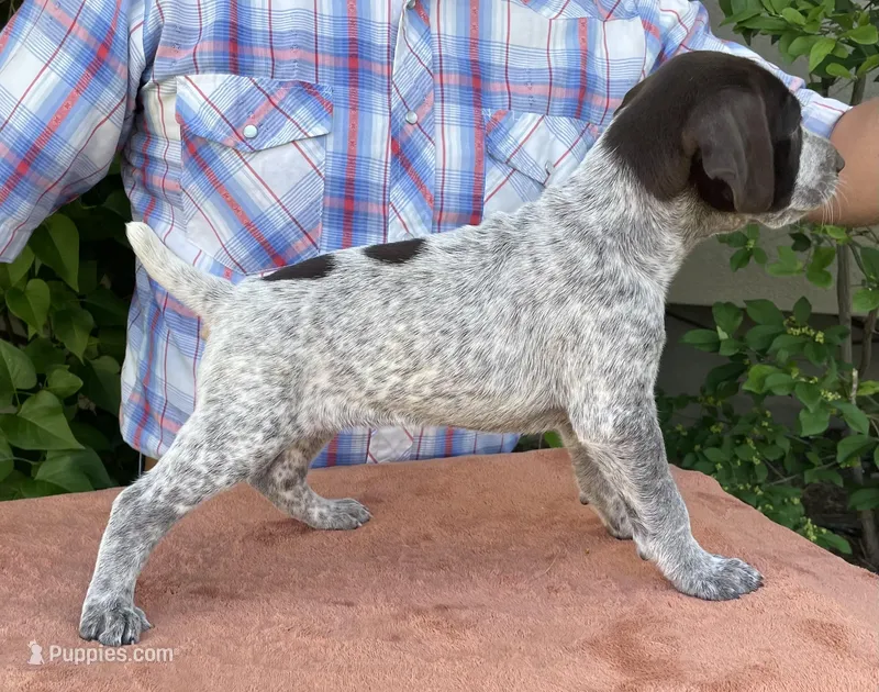 2 Spot – German Wirehaired Pointer puppy for sale in Moses Lake, WA