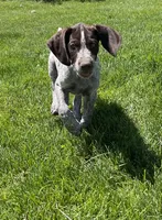 Bor, a male German Wirehaired Pointer for sale in Moses Lake, WA – 2 of 7
