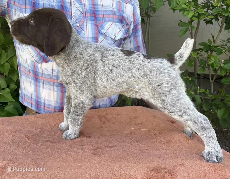 3 Spot – German Wirehaired Pointer puppy for sale in Moses Lake, WA