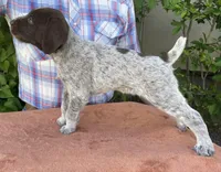 3 Spot, a female German Wirehaired Pointer for sale in Moses Lake, WA – 1 of 3