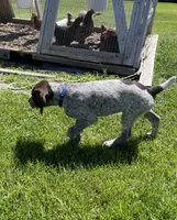 Bor, a male German Wirehaired Pointer for sale in Moses Lake, WA – 4 of 7