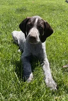 Bor, a male German Wirehaired Pointer for sale in Moses Lake, WA – 3 of 7