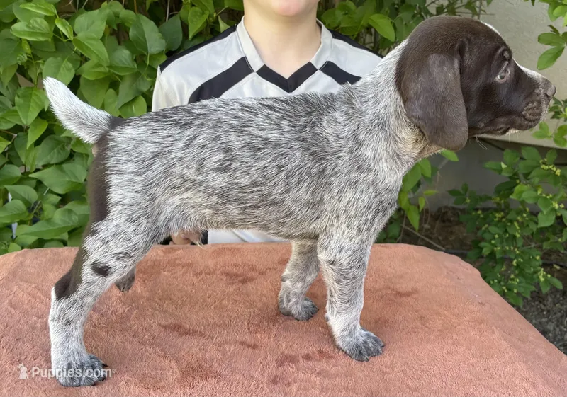 Exclamation – German Wirehaired Pointer puppy for sale in Moses Lake, WA