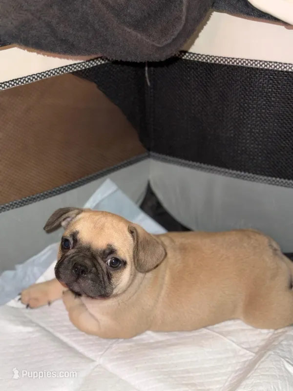 Boy – French Bulldog puppy for sale in Phoenix, AZ