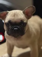 Boy, a male French Bulldog for sale in Phoenix, AZ – Photo 5 of 6