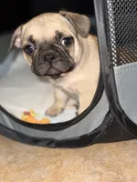 Boy, a male French Bulldog for sale in Phoenix, AZ – Photo 3 of 6