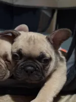 Boy, a male French Bulldog for sale in Phoenix, AZ – Photo 6 of 6