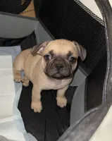Boy, a male French Bulldog for sale in Phoenix, AZ – Photo 2 of 6