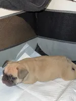 Boy, a male French Bulldog for sale in Phoenix, AZ – Photo 4 of 6