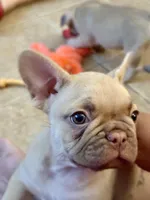 Girl, a female French Bulldog for sale in Phoenix, AZ – Photo 4 of 5