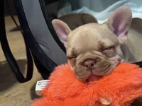 Girl, a female French Bulldog for sale in Phoenix, AZ – Photo 5 of 5