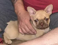Girl, a female French Bulldog for sale in Phoenix, AZ – Photo 1 of 5