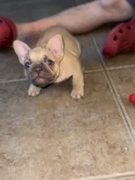 Girl, a female French Bulldog for sale in Phoenix, AZ – Photo 3 of 5