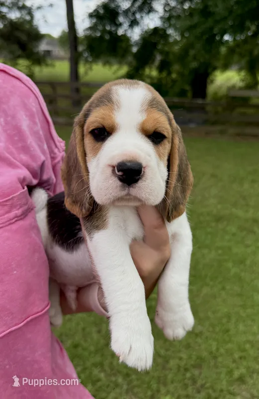 Jonny, a male Beagle for sale in Macon, GA – 1 of 1