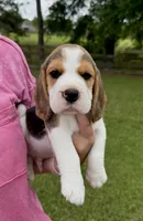 Jonny, a male Beagle for sale in Macon, GA – 1 of 1