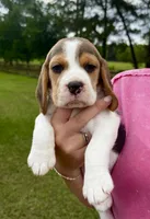 Tommy, a male Beagle for sale in Macon, GA – 1 of 1