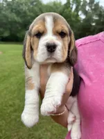 Ronny, a male Beagle for sale in Macon, GA – 1 of 1