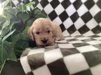 Aussie, a female Miniature Goldendoodle for sale in Plain City, OH – Photo 4 of 4