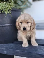 Aussie, a female Cockapoo and English Cream Golden Retriever for sale in Plain City, OH – Photo 2 of 4