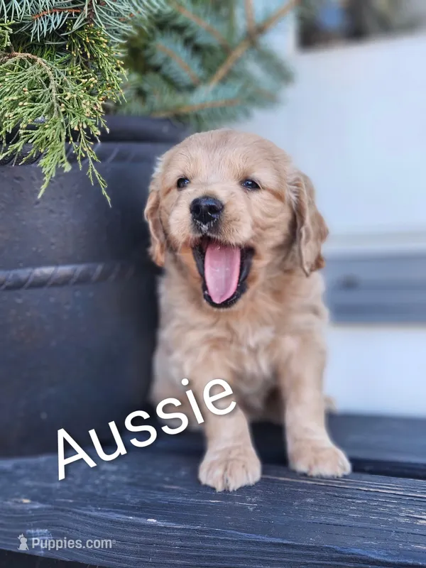 Aussie, a female Cockapoo and English Cream Golden Retriever for sale in Plain City, OH – Photo 1 of 4