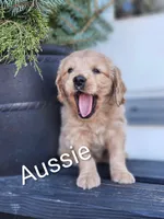 Aussie, a female Cockapoo and English Cream Golden Retriever for sale in Plain City, OH – Photo 1 of 4