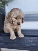 Aussie, a female Cockapoo and English Cream Golden Retriever for sale in Plain City, OH – Photo 4 of 4