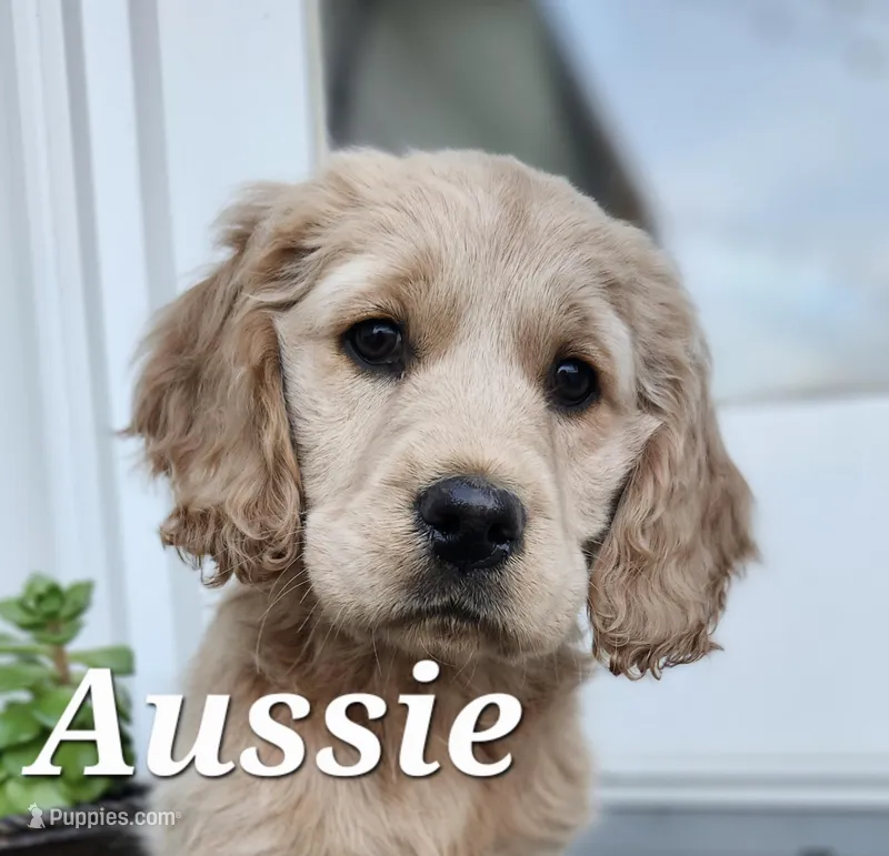 Aussie – Cockapoo, English Cream Golden Retriever puppy for sale in Plain City, OH