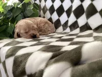 Aussie, a female Miniature Goldendoodle for sale in Plain City, OH – Photo 2 of 4