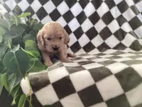 Aussie, a female Miniature Goldendoodle for sale in Plain City, OH – Photo 3 of 4