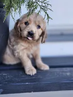Aussie, a female Cockapoo and English Cream Golden Retriever for sale in Plain City, OH – Photo 3 of 4