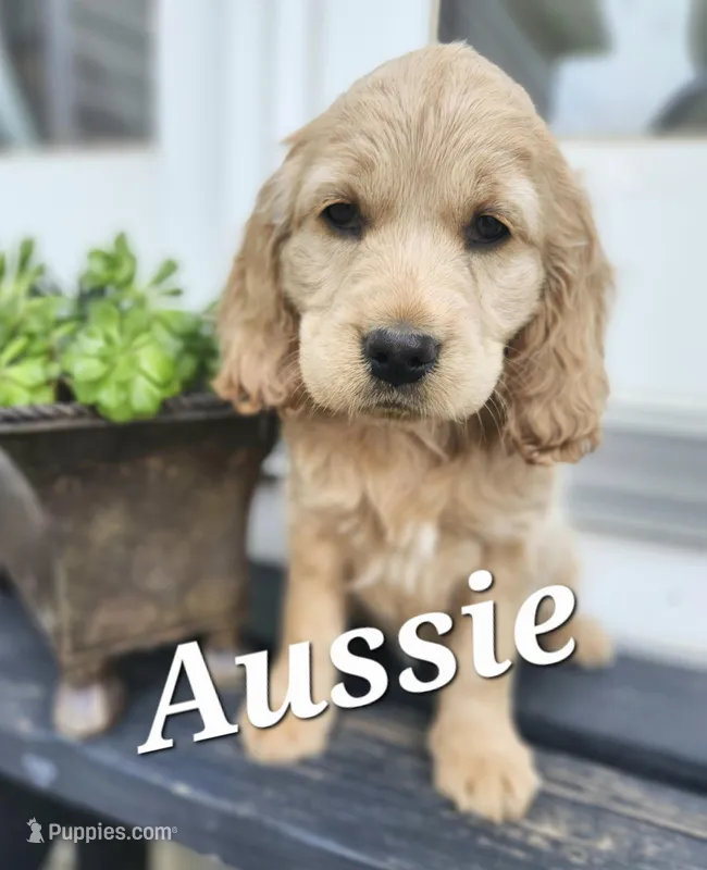Aussie – Cockapoo, English Cream Golden Retriever puppy for sale in Plain City, OH