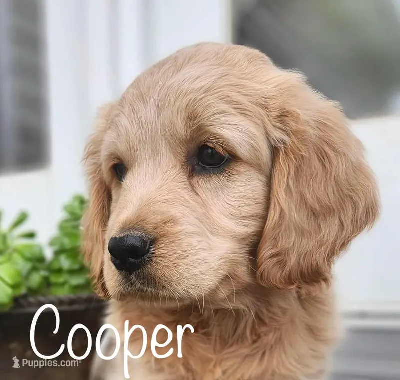 Cooper – Cockapoo, English Cream Golden Retriever puppy for sale in Plain City, OH