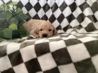 Cooper, a male Miniature Goldendoodle for sale in Plain City, OH – Photo 2 of 4