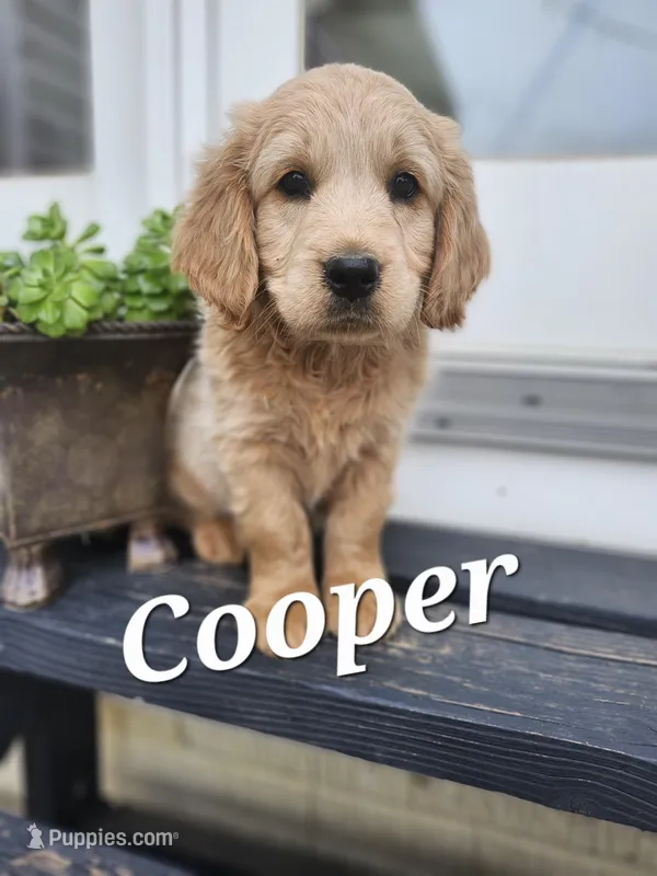 Cooper – Cockapoo, English Cream Golden Retriever puppy for sale in Plain City, OH