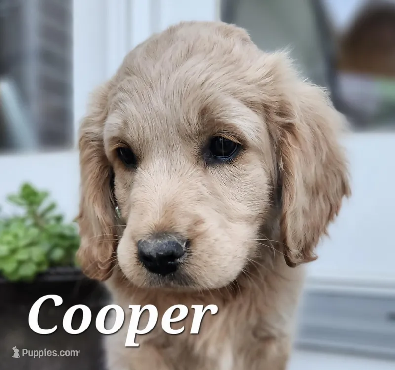 Cooper – Cockapoo, English Cream Golden Retriever puppy for sale in Plain City, OH