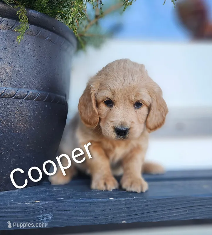Cooper, a male Cockapoo and English Cream Golden Retriever for sale in Plain City, OH – Photo 1 of 4