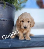 Cooper, a male Cockapoo and English Cream Golden Retriever for sale in Plain City, OH – Photo 1 of 4